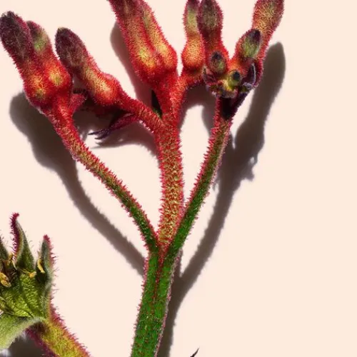 Clarins Moisturizers<Extra-Firming Day - All Skin Types