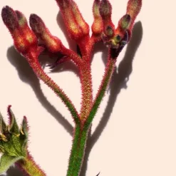 Clarins Moisturizers<Extra-Firming Night - Dry Skin