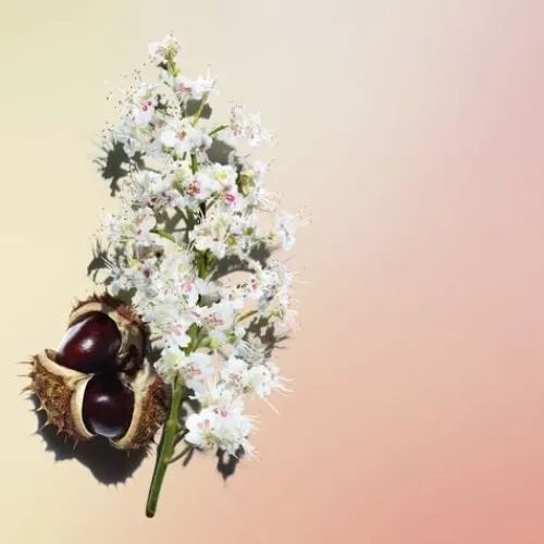 Clarins Moisturizers<Nutri-Lumiere Anti Aging Day Cream For Mature Skin