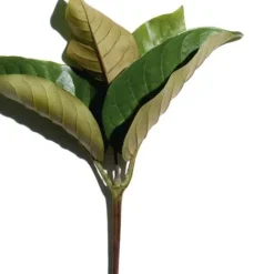 Clarins Lip & Neck Care<Super Restorative Decollete Cream And Neck Concentrate