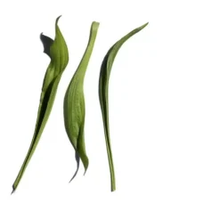 Clarins Face Serums<Super Restorative Face Remodelling Serum