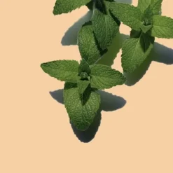 Clarins Bath & Shower<Tonic Bath And Shower Concentrate